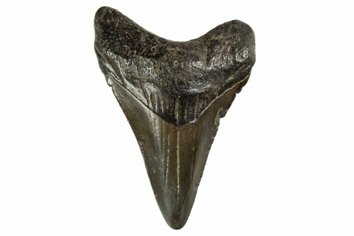 Juvenile Megalodon Tooth - South Carolina #312118